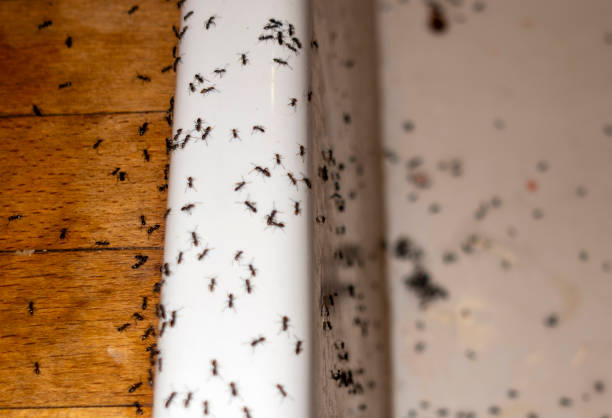 Best Local Pest Control Services  in Coeburn, VA